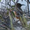 California Thrasher