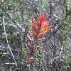 Indian Paintbrush