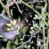 California Gnatcatcher (rare)