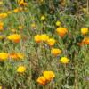 California Poppy