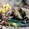 Variagata Dudleya