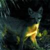 Grey Fox