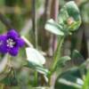 Canterbury Bells