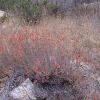 California Fuchsia