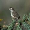 Coastal Cactus Wren