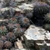 Barrel Cactus