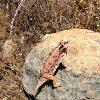 San Diego Horned Lizard