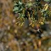 Anna's Hummingbird feeding on Tobacco Plant