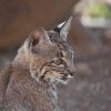 Bobcat