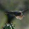 Cactus Wren in flight