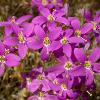 Centaurium venustum