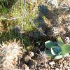 Chalk Dudleya