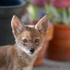 Coyote Pup