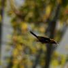 Northen Oriole in flight