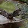 Immature Red-tailed Hawk