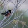 Spotted Towhee