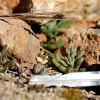 Variegated Dudleya